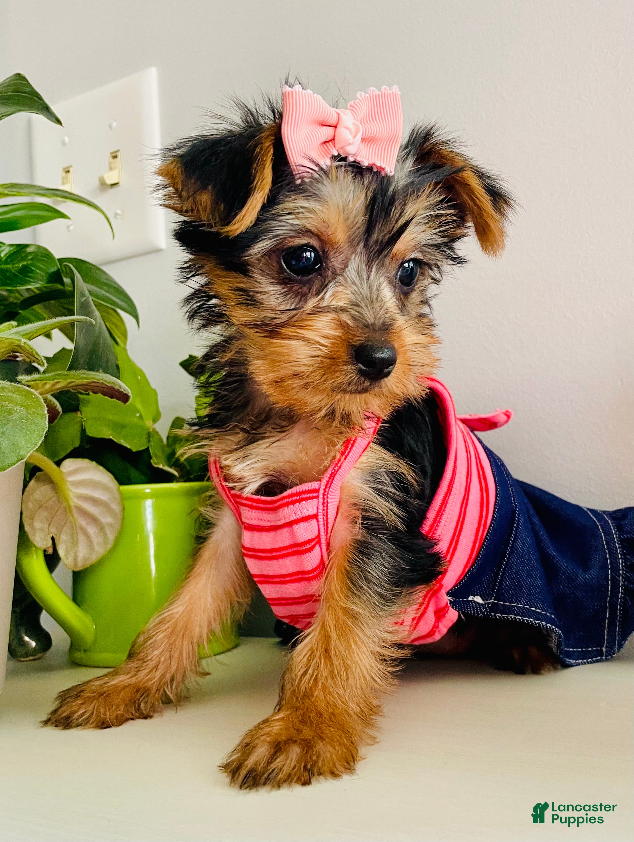 Yorkshire Terrier dogs Yorkshire Terrier Puppy 2 - Ad 1