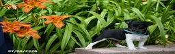 Toy Fox Terrier dogs for sale: Tracie - Ad 1