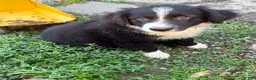 Australian Shepherd dogs for sale: Shiloh - Ad 4