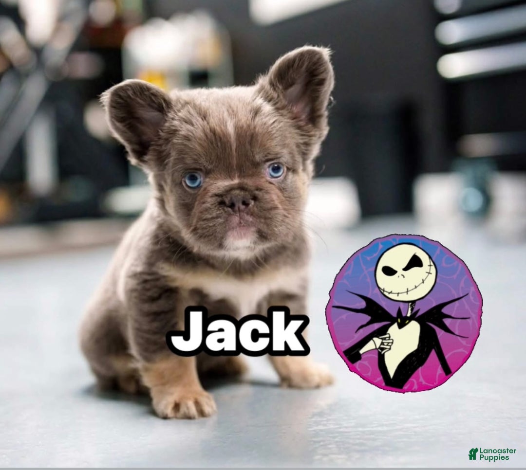 French Bulldog dogs for sale: Jack  - Ad 5