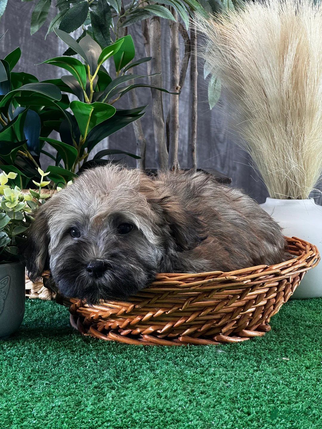 Havanese dogs for sale: Henry  - Ad 2