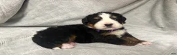 Bernese Mountain Dog dogs for sale: Aspen - Ad 1