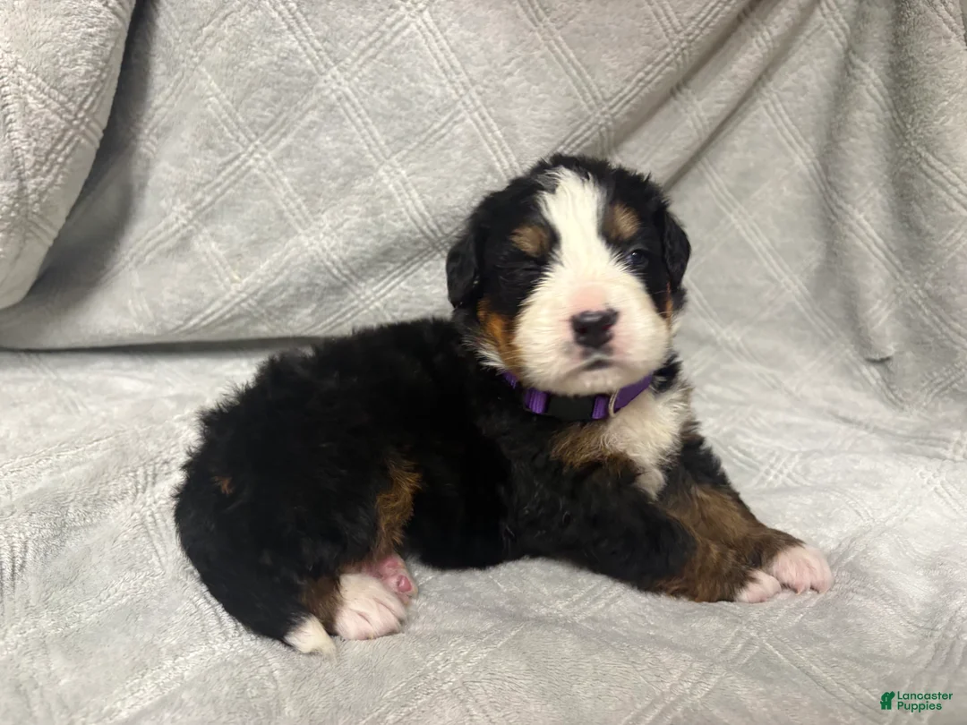 Bernese Mountain Dog dogs for sale: Aspen - Ad 1