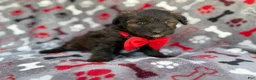 Aussiedoodle dogs for sale: Duce - Ad 6