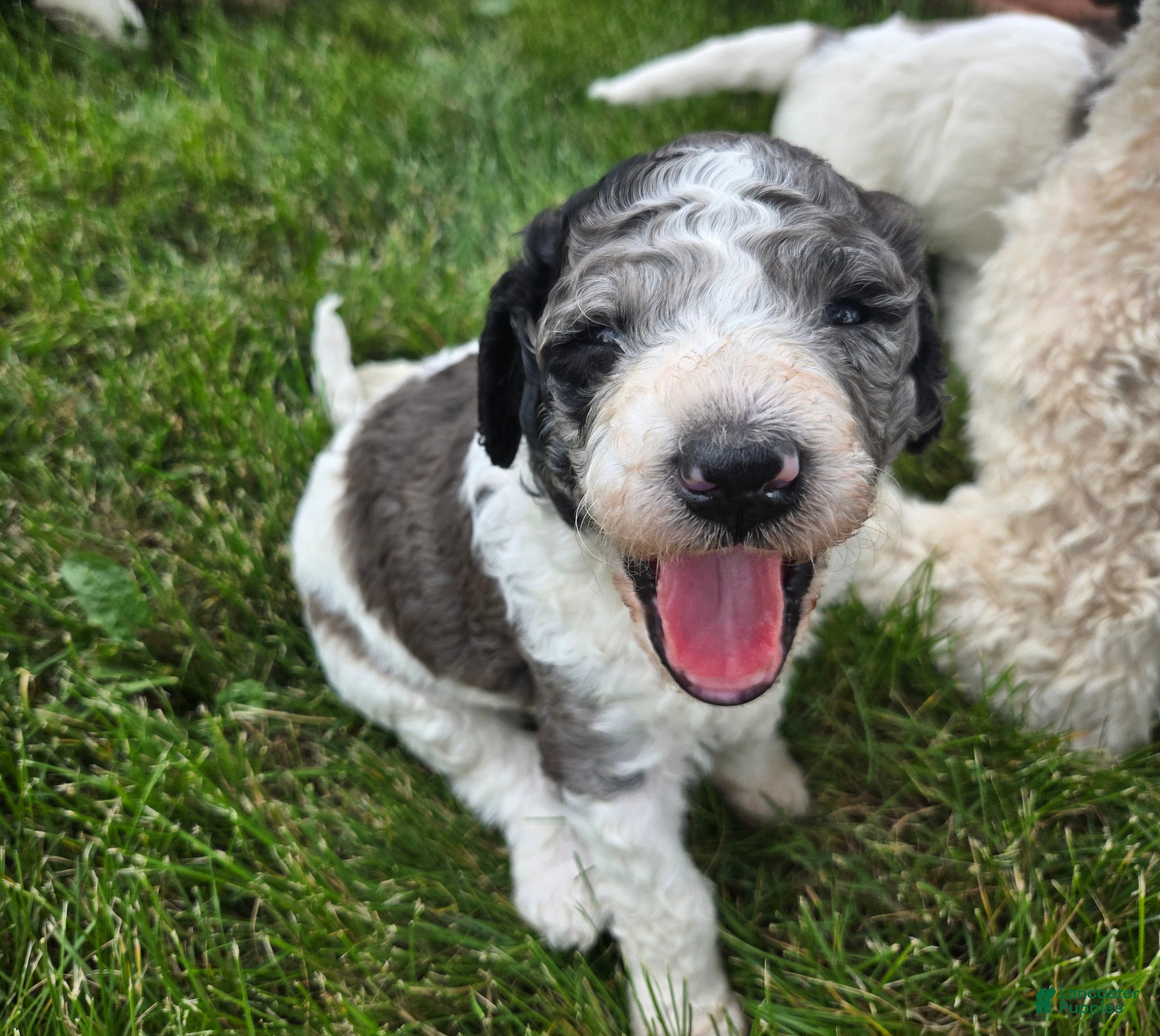 Newfypoo dogs Shasta - Ad 4