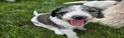 Newfypoo dogs for sale: Shasta - Ad 2