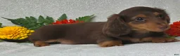 Miniature Dachshund dogs for sale: Judson - Ad 5