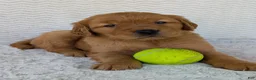 Golden Retriever dogs for sale: Porter  - Ad 9