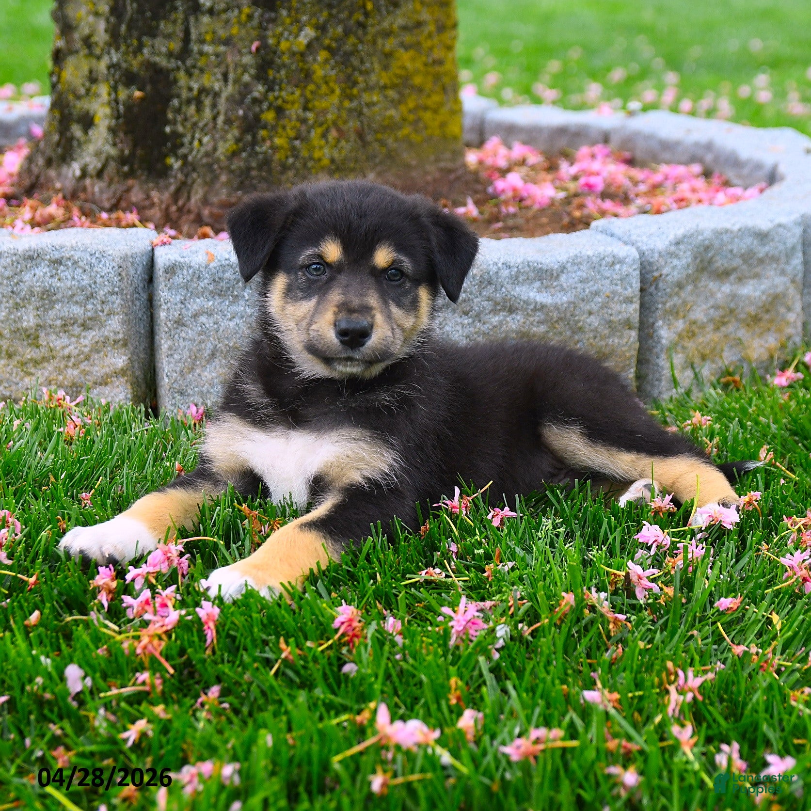 Australian Shepherd dogs Frankie - Ad 2