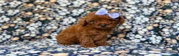 Mini Goldendoodle dogs for sale: Sasha - Ad 7
