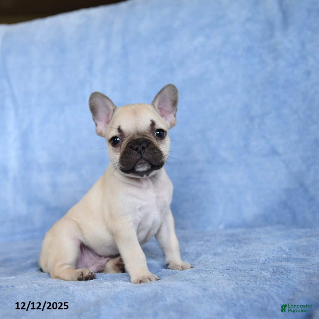 French Bulldog dogs for sale: Zimmy - Ad 3