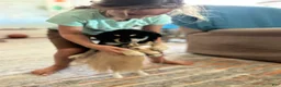 Mixed Breed dogs for sale: Pelusa - Ad 7