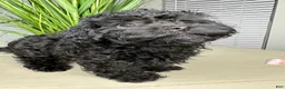 Shihpoo dogs for sale: Shihpoo 1 - Ad 2
