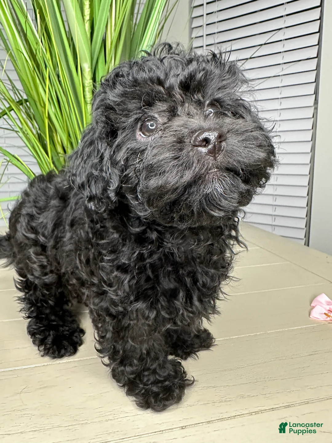 Shihpoo dogs for sale: Shihpoo 1 - Ad 2