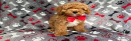 Cockapoo dogs for sale: Titus - Ad 4