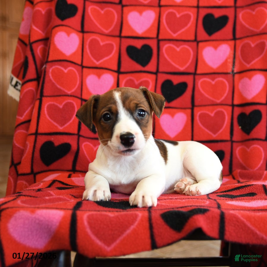 Jack Russell Terrier dogs Cupid - Ad 2