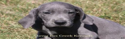 Great Dane dogs for sale: Sapphire - Ad 1