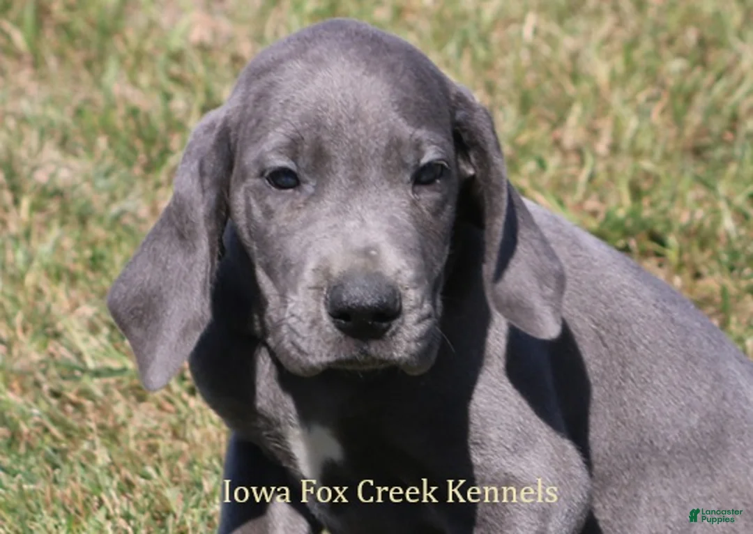 Great Dane dogs for sale: Sapphire - Ad 1