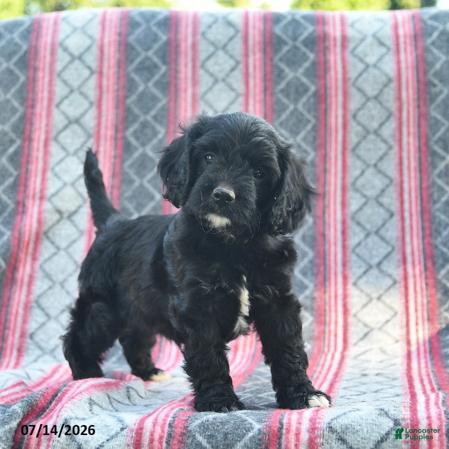 Cavapoo dogs Willow  - Ad 1