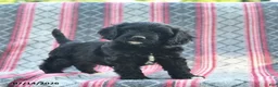 Cavapoo dogs for sale: Willow  - Ad 1