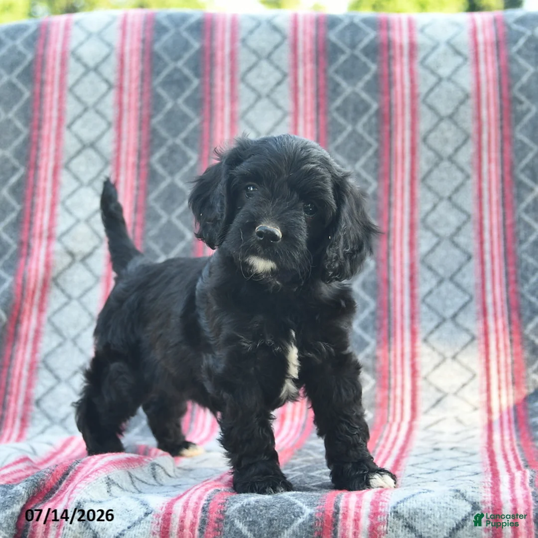 Cavapoo dogs for sale: Willow  - Ad 1