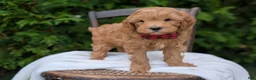 Mini Goldendoodle dogs for sale: Pumpkin - Ad 4