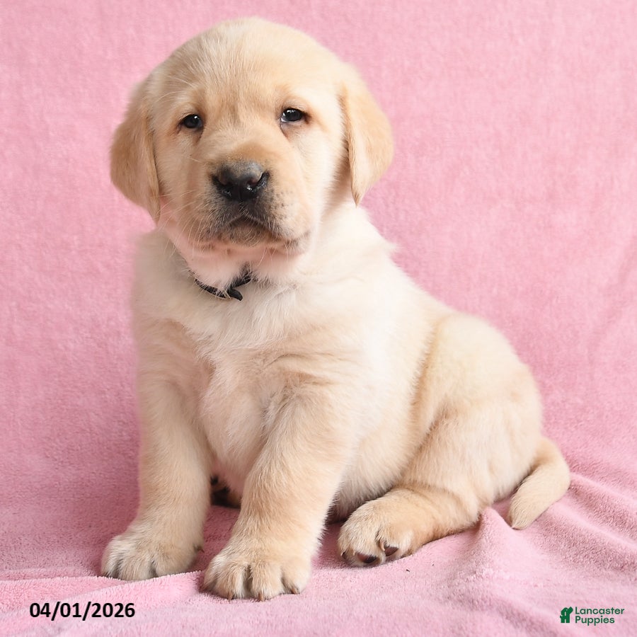 Labrador Retriever dogs Ike - Ad 2