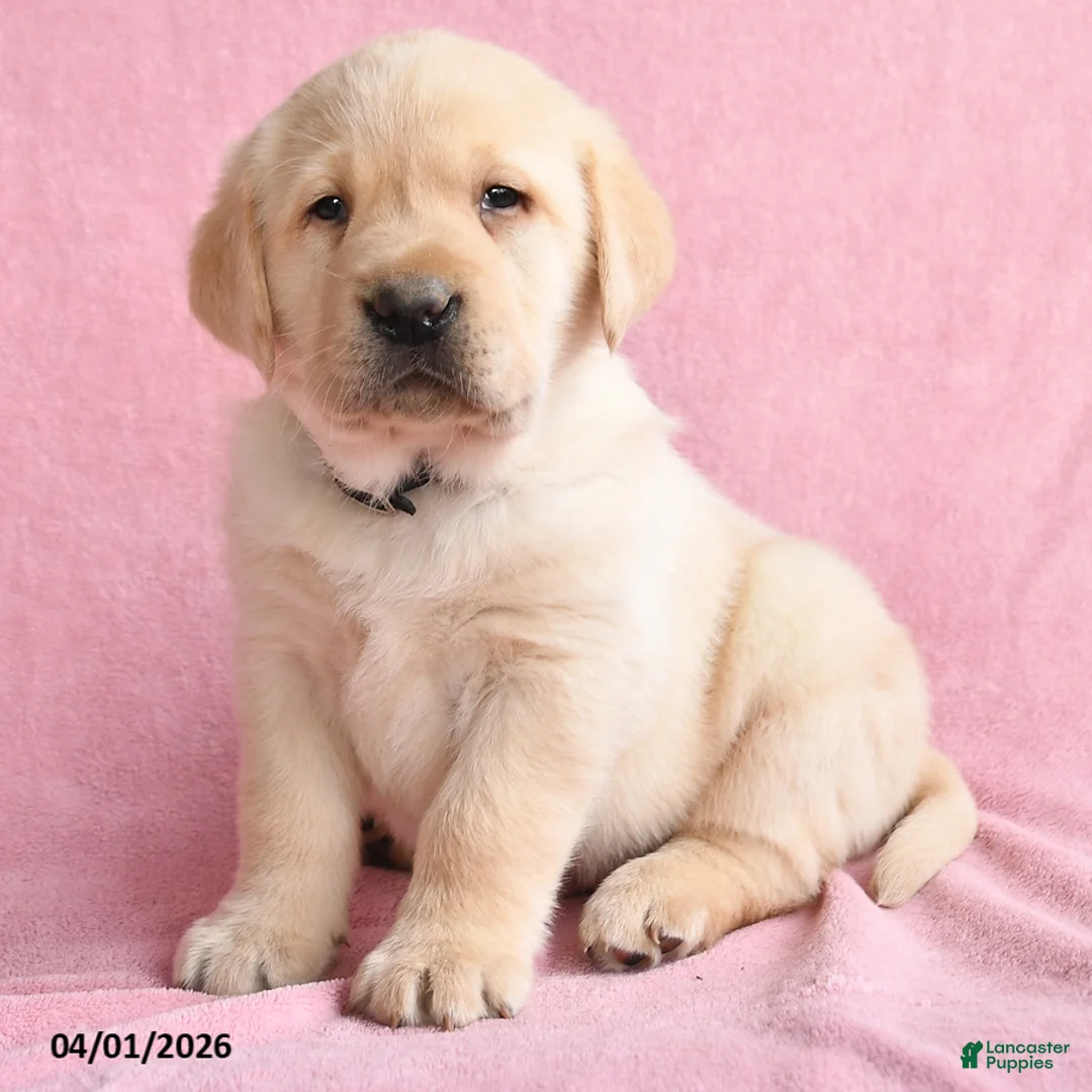 Labrador Retriever dogs for sale: Ike - Ad 2