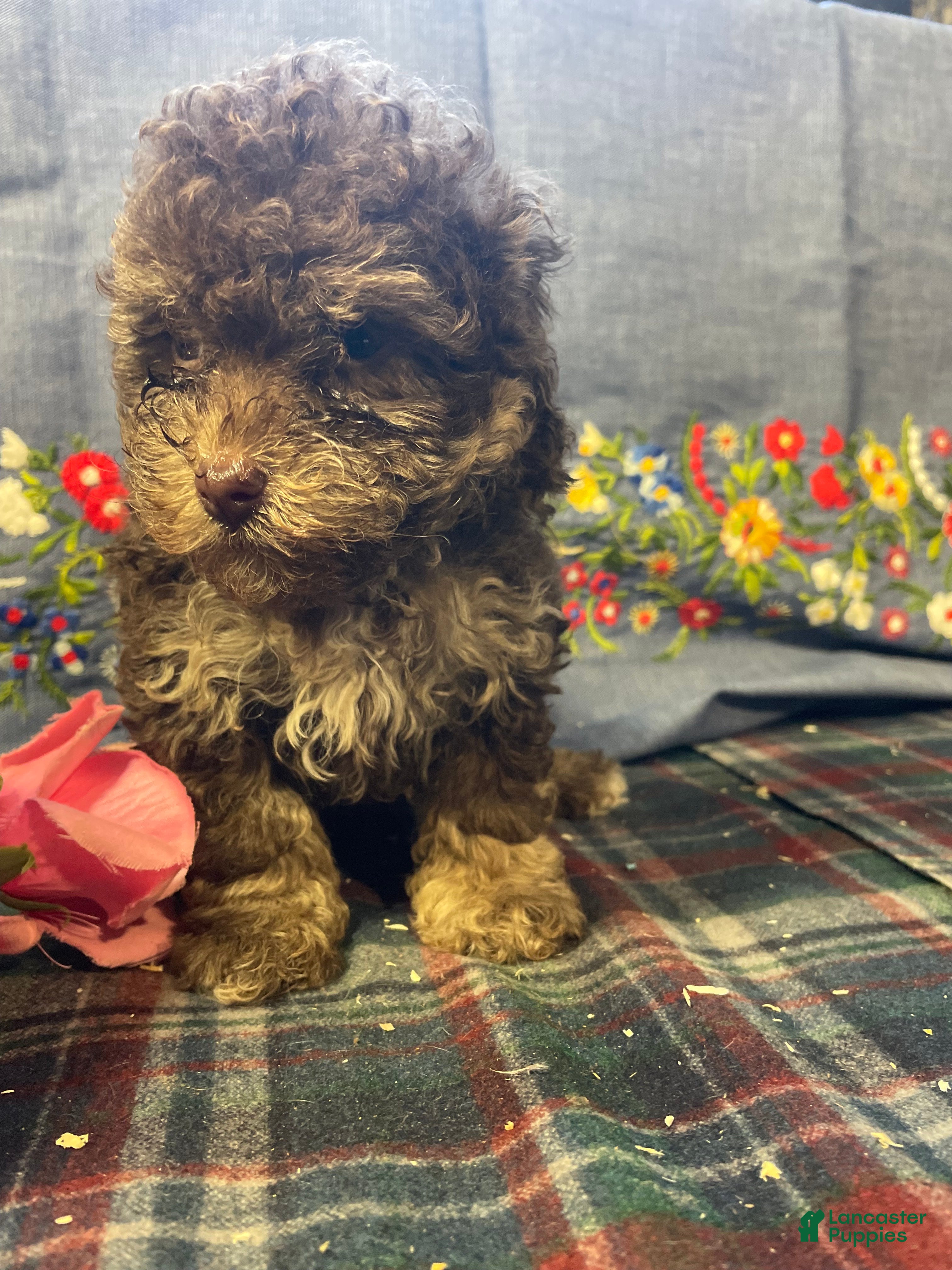 Yorkiepoo dogs Ollie - Ad 41