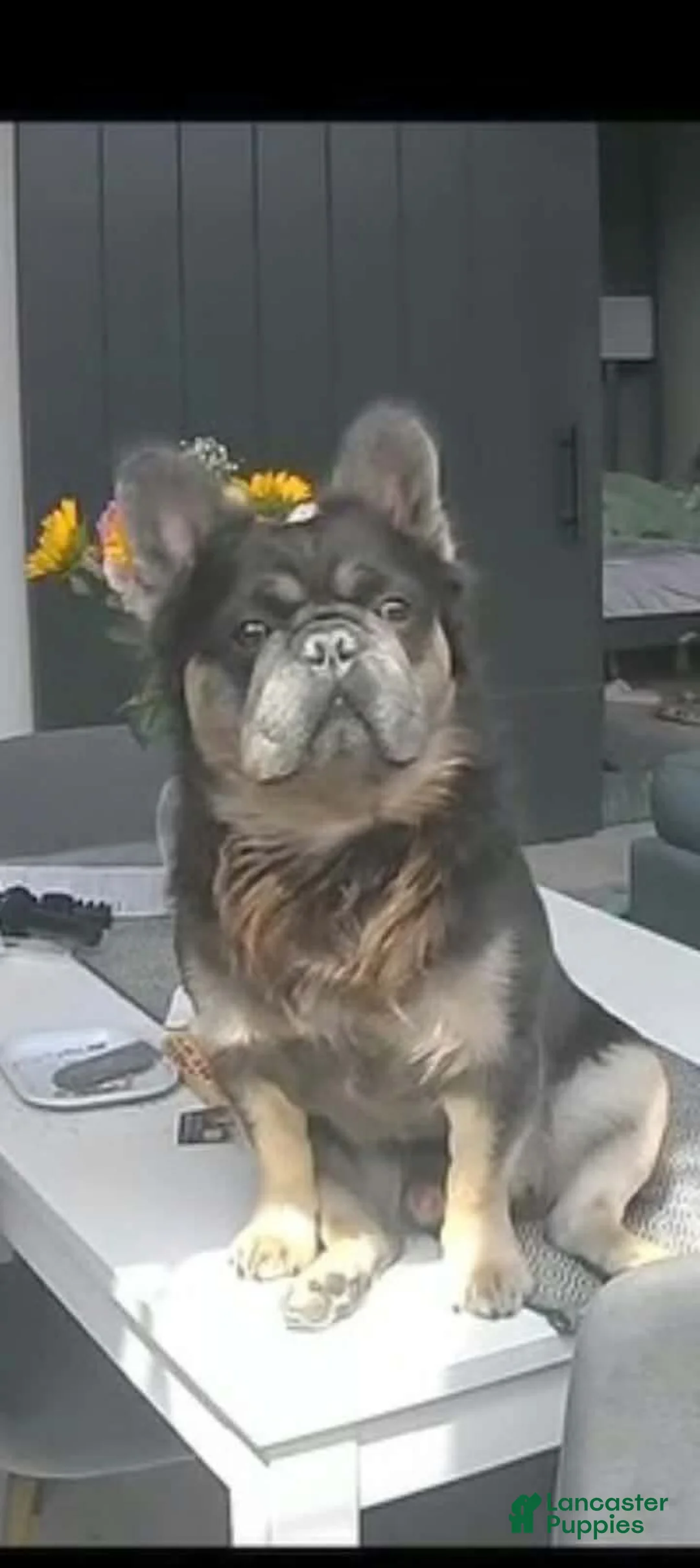 French Bulldog dogs for sale: French Bulldog 3 - Ad 2