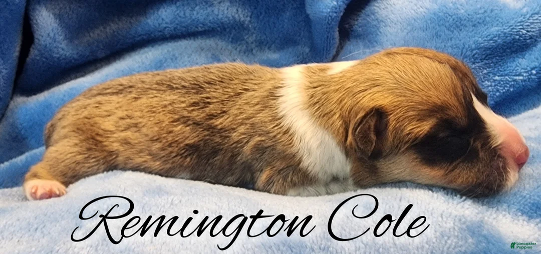 Welsh Corgi Pembroke dogs for sale: Runnington Cole - Ad 2