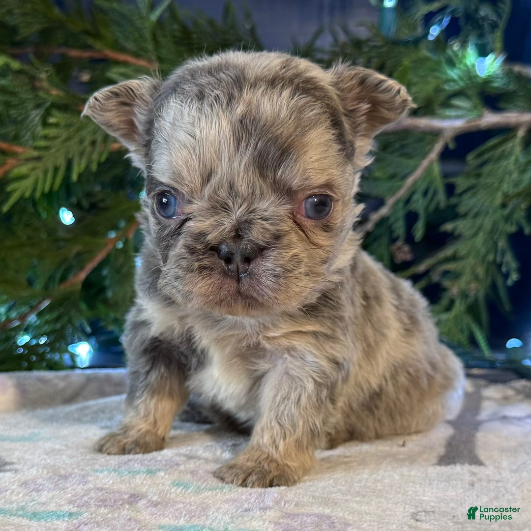 French Bulldog dogs for sale: Daisy - Ad 1