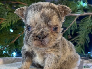 French Bulldog dogs Daisy - Ad 40