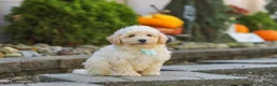 Maltipoo dogs for sale: Ollie - Ad 3