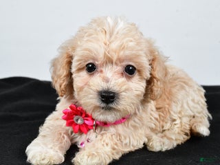 Maltipoo dogs - Ad 22