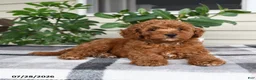 Miniature Poodle dogs for sale: Wyatt - Ad 3