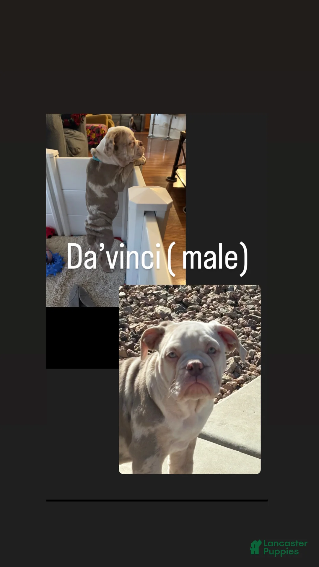 Olde English Bulldogge dogs for sale: Olde English Bulldogge Puppy 1 - Ad 2