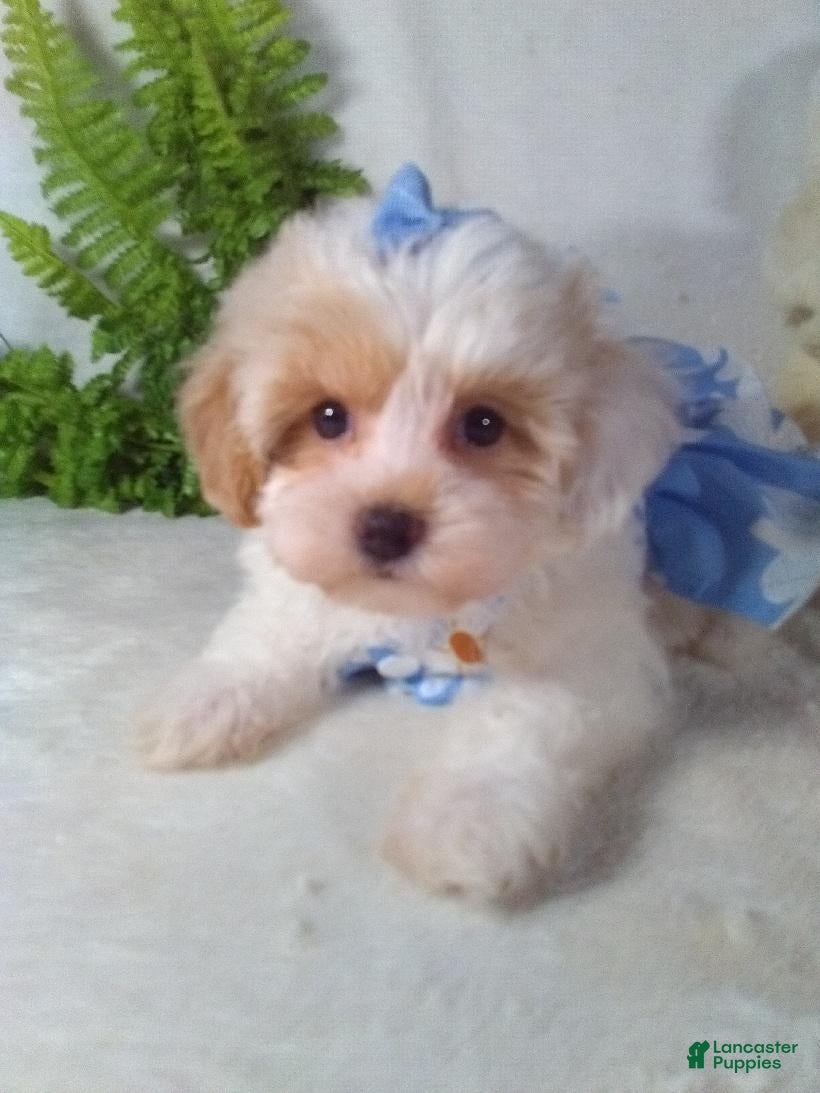 Bichpoo dogs Jasmine  - Ad 2