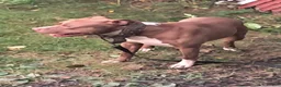 American Pit Bull Terrier dogs for sale: American Pit Bull Terrier 5 - Ad 3