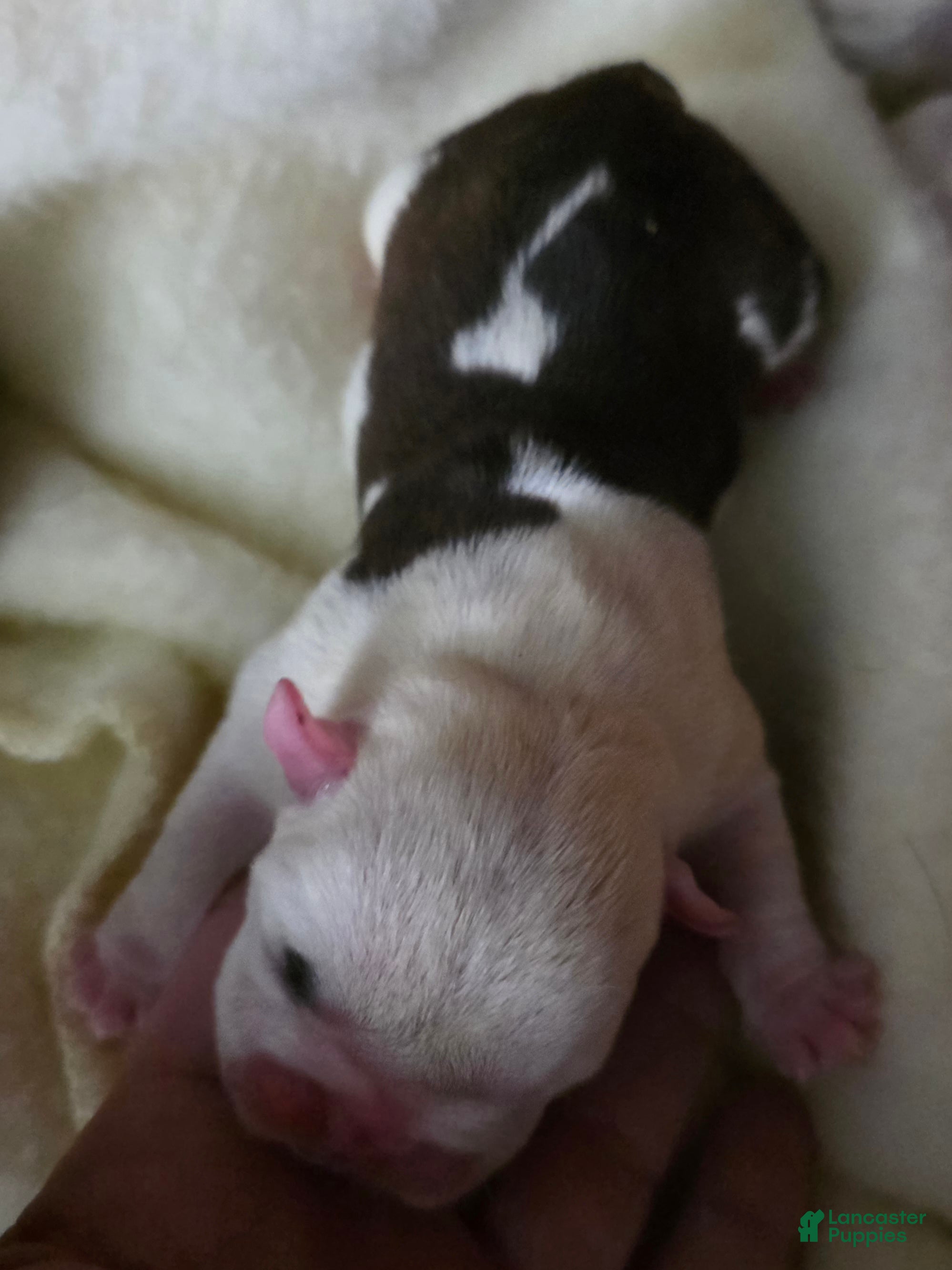 English Bulldog dogs Rynlee  - Ad 4