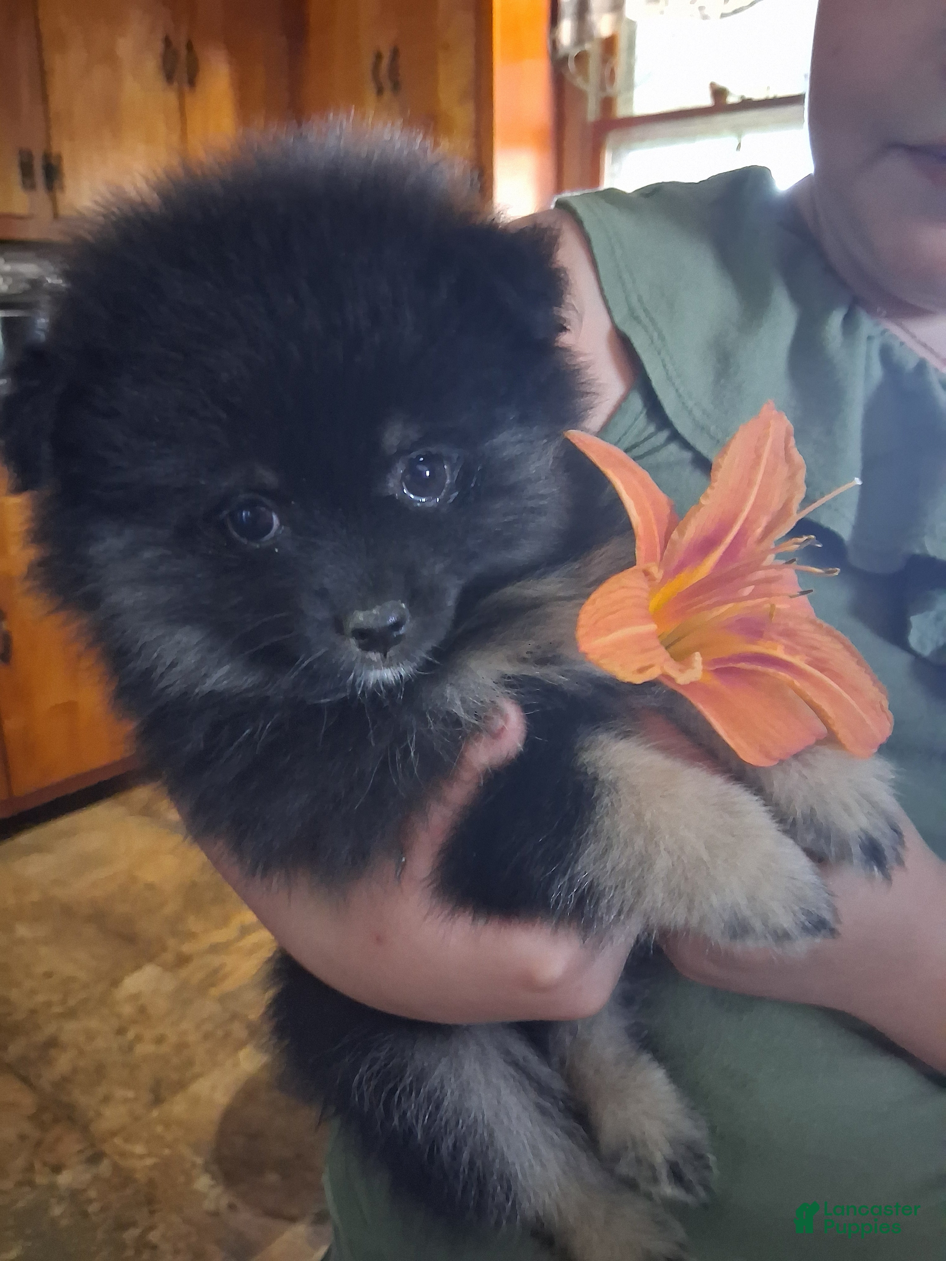Pomeranian dogs Pomeranian 2 - Ad 8