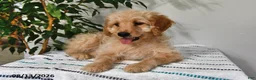 Goldendoodle dogs for sale: Snickers - Ad 4
