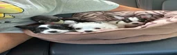 Chihuahua dogs for sale: Mellie - Ad 2
