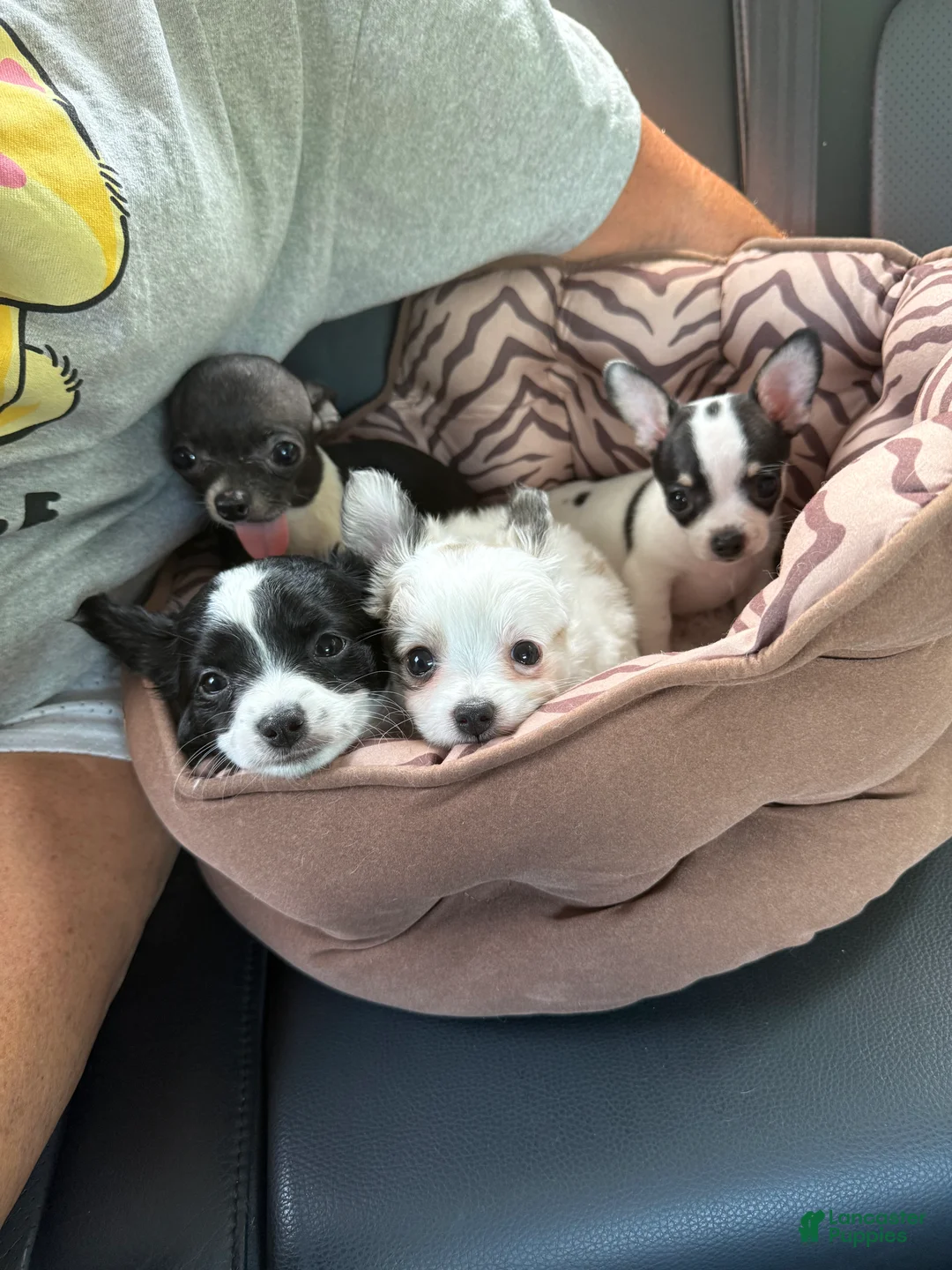 Chihuahua dogs for sale: Mellie - Ad 2