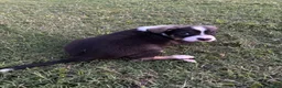 Mixed Breed dogs for sale: Pluto - Ad 3