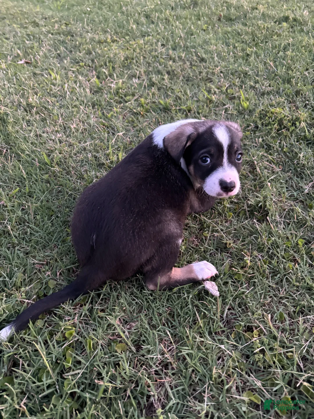Mixed Breed dogs for sale: Pluto - Ad 3