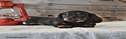 Miniature Dachshund dogs for sale: Jasper - Ad 2