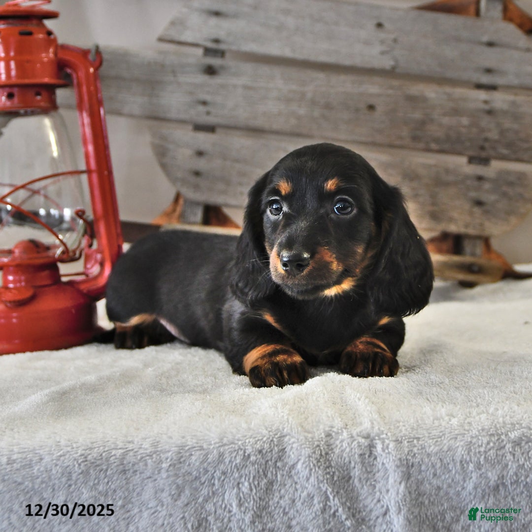 Miniature Dachshund dogs for sale: Jasper - Ad 2