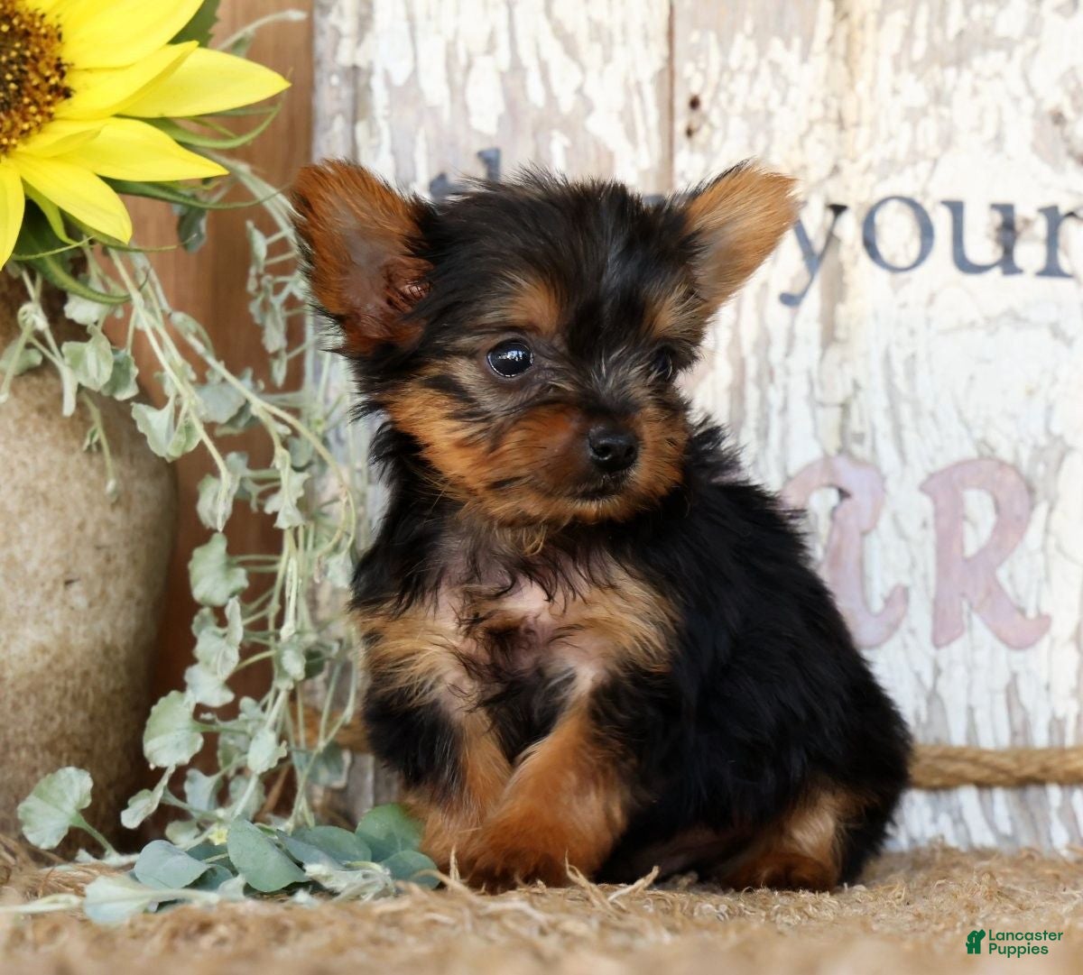 Morkie dogs Ollie - Ad 2