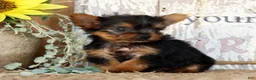 Morkie dogs for sale: Ollie - Ad 2